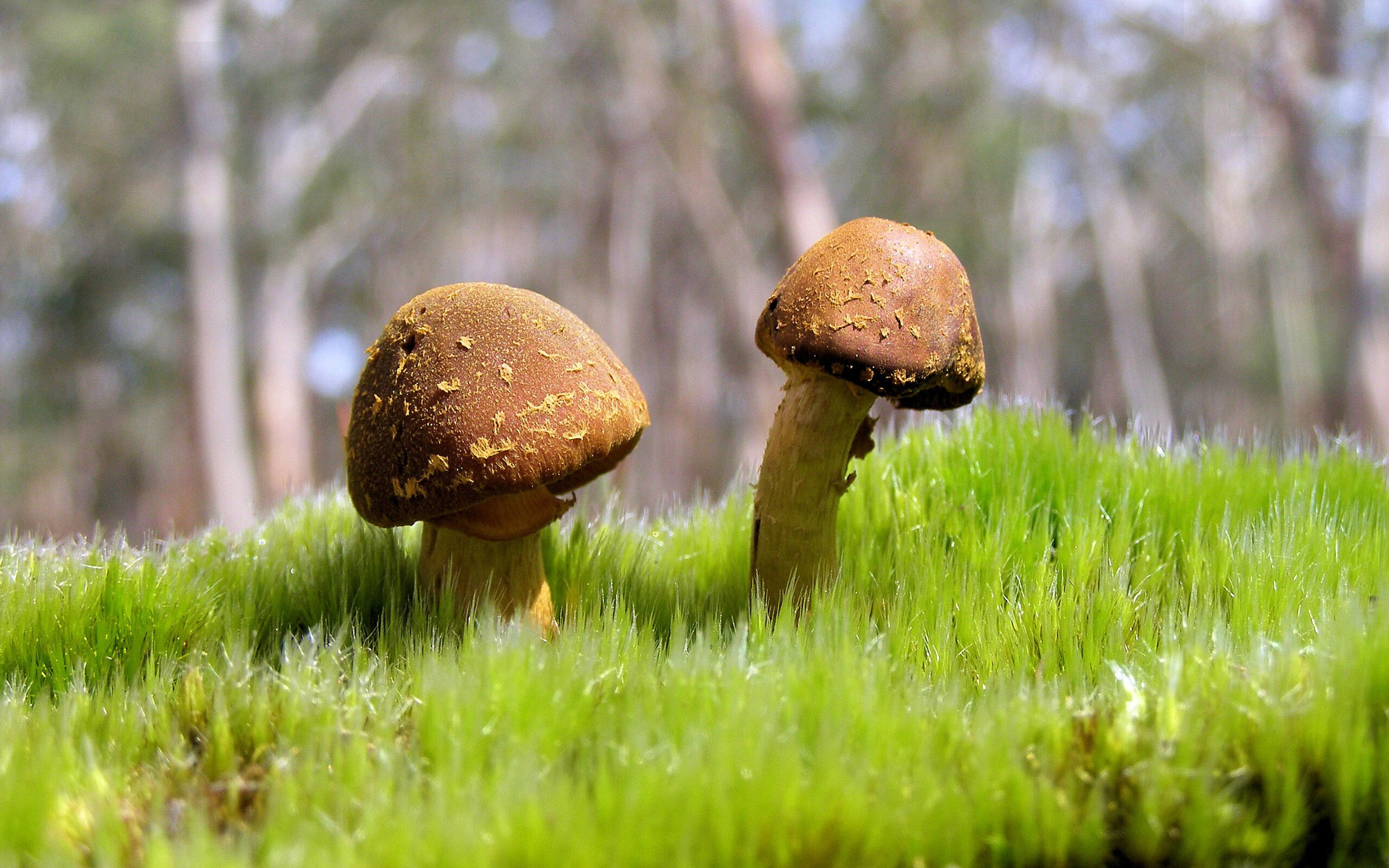 九游体育网页入口-巴黎圣日耳曼连胜在望，夺冠遥湖持短，巴黎圣日耳曼有机会夺冠吗