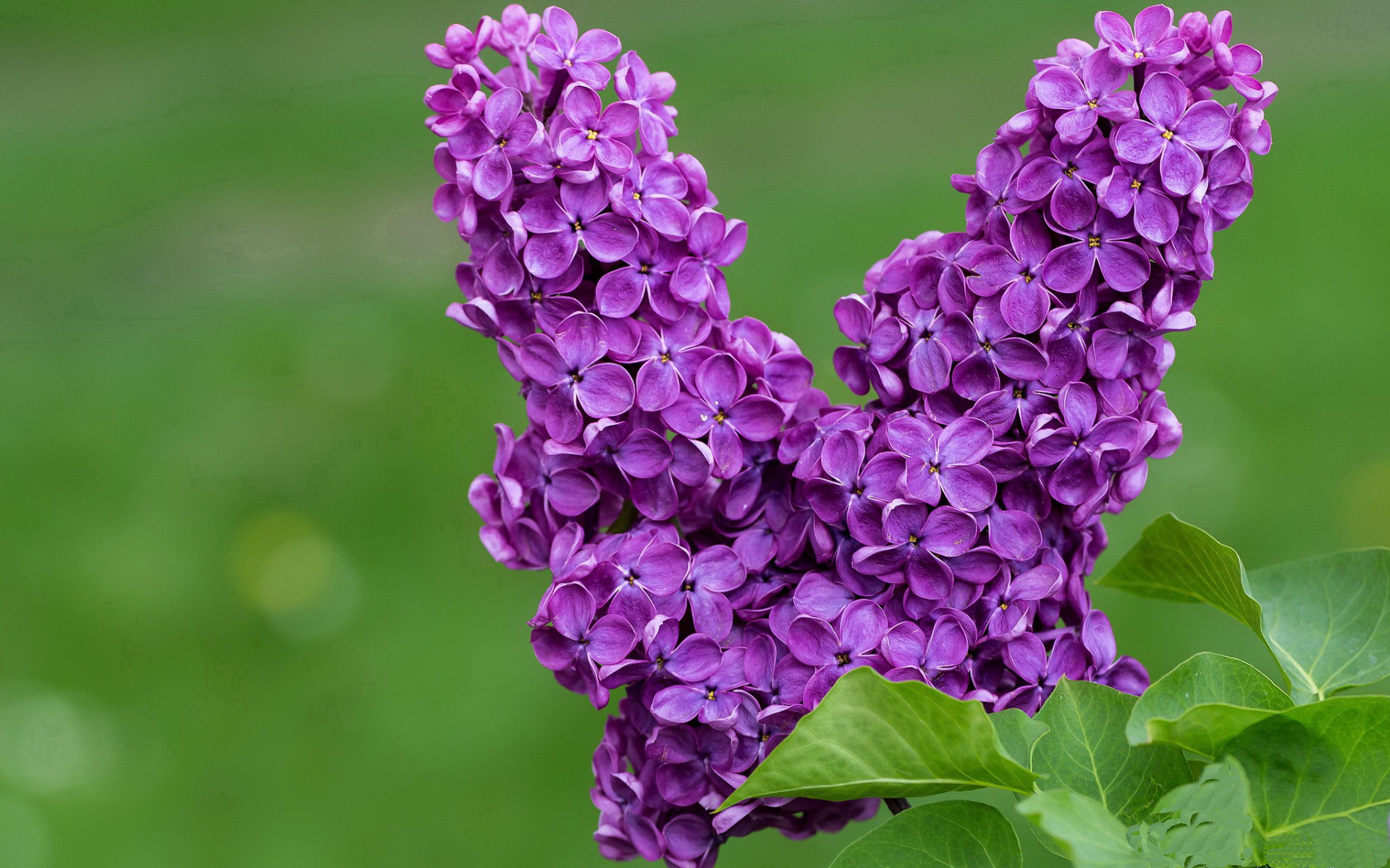 Jiuyou Sports-乔治连续抢断带动快船反击得分，乔治四年1.9亿美元续约快船