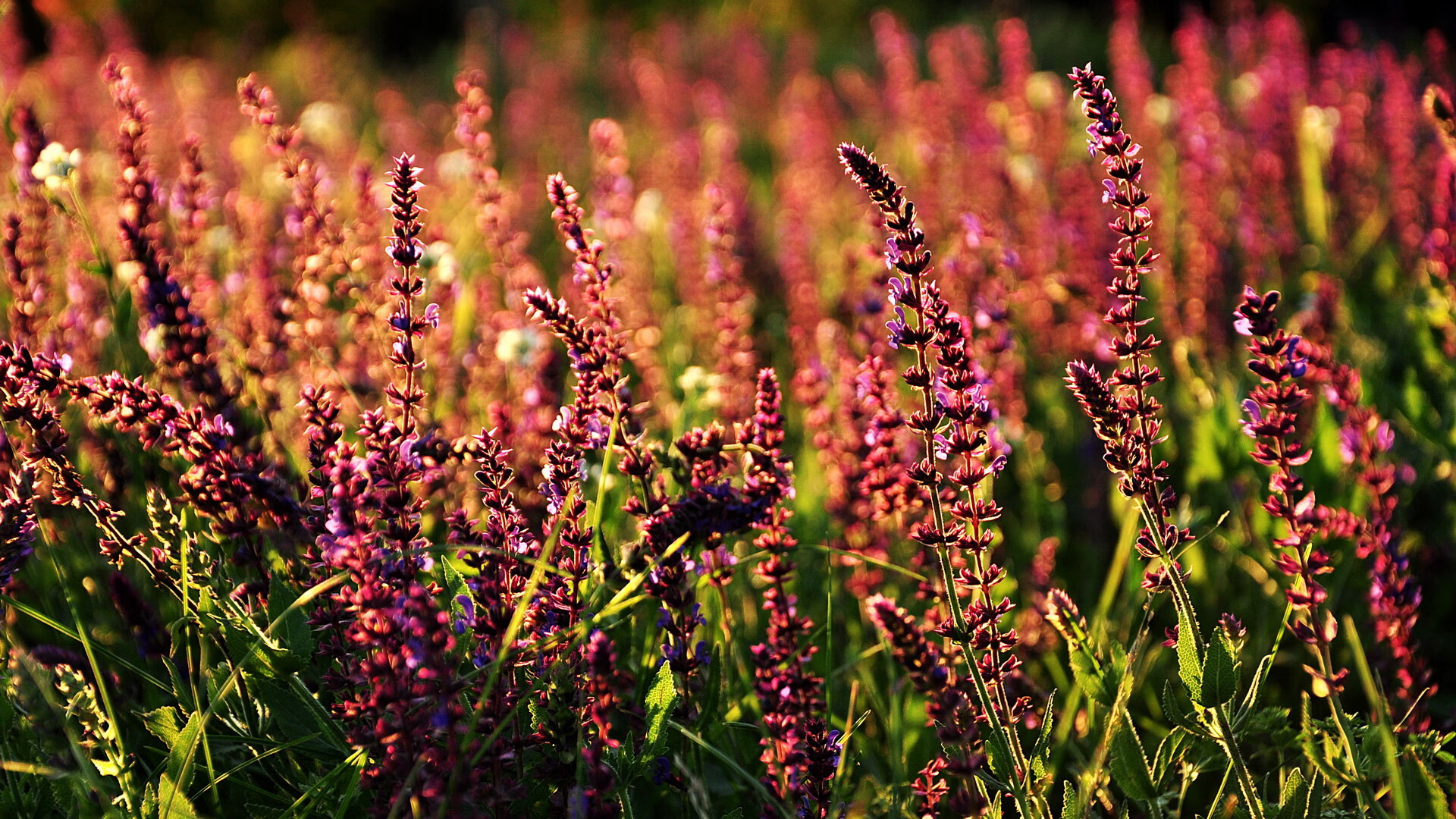 J9九游会-外援积极适应球队节奏语言和战术配合同步取得进展，比赛外援